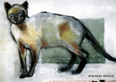 Katze 1